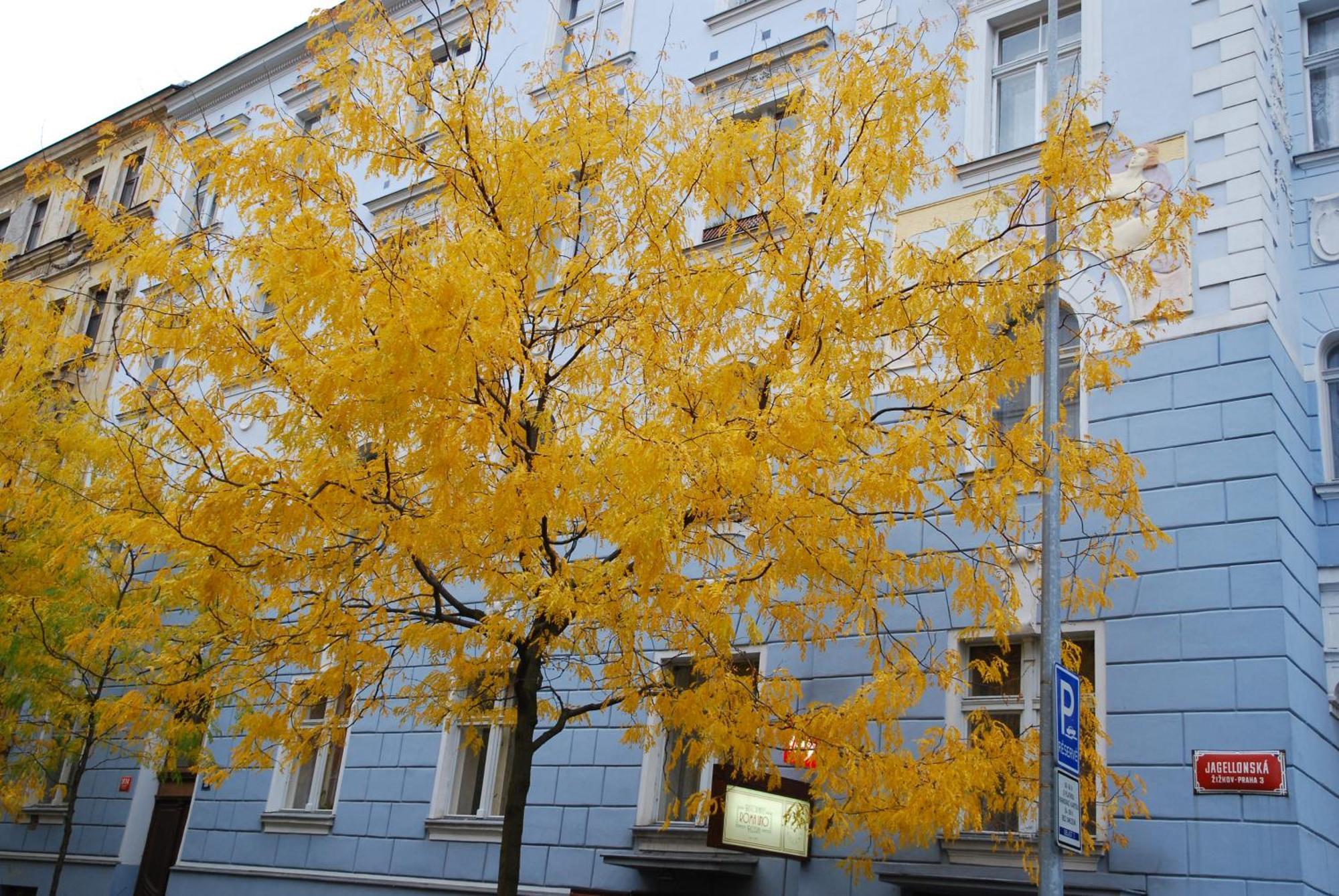 Saturnin * Praga